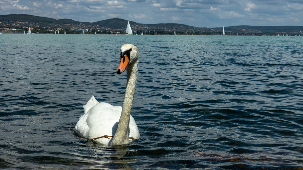 Swan swimming in Lake Balaton, Hungary