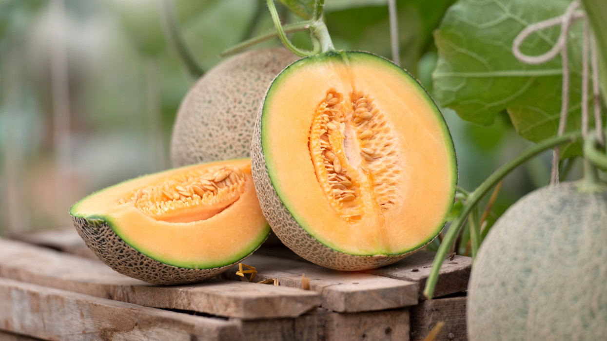 All Japanese watermelons or cantaloupe (Cucumis melo) and sliced on the floor of a fruit table that you like in the summer, fruit food or health care ideas are in the melon garden.