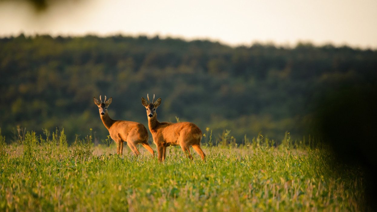 Two Roe bucks on the field wild animal