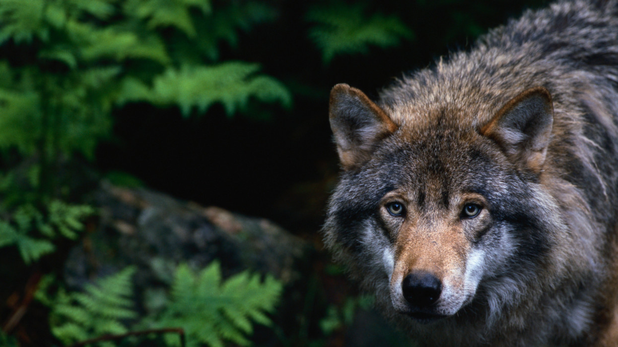 European grey wolf Canis lupus lupus