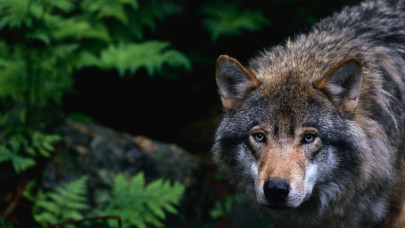 Elfogták a svájci farkas gyilkosait: tudták, hogy védett ragadozóról van szó