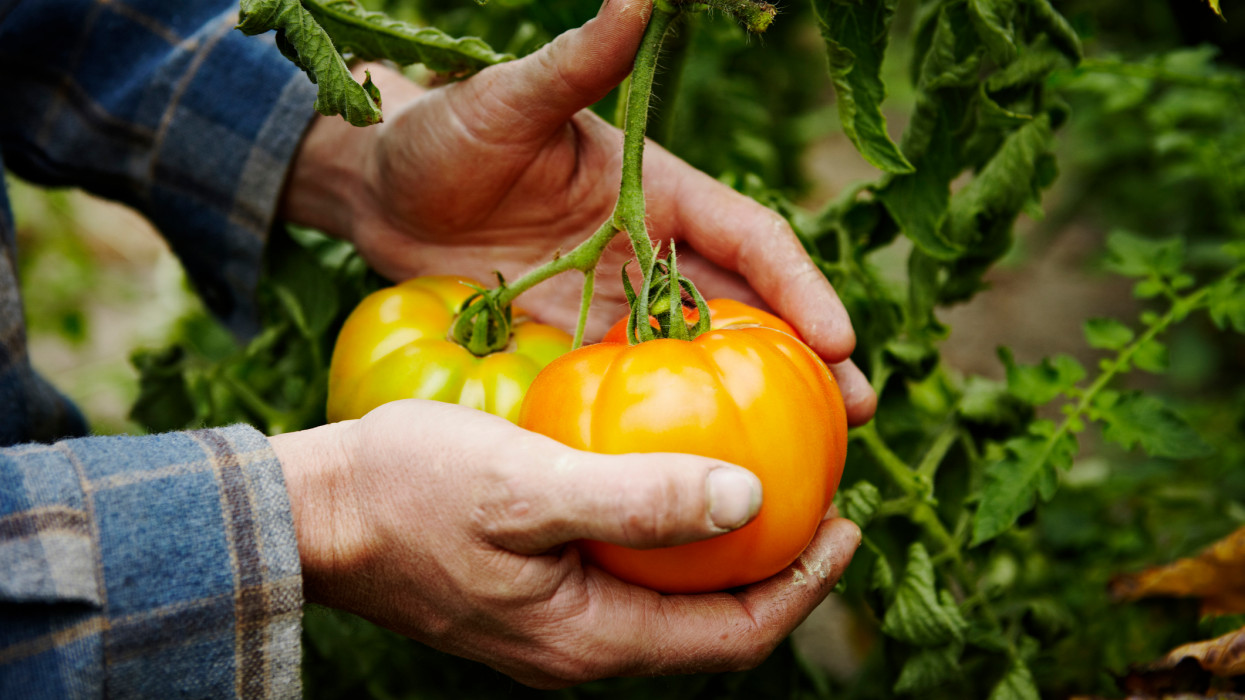 Farmer cradling organic heirloom tomatoes on vine in hands