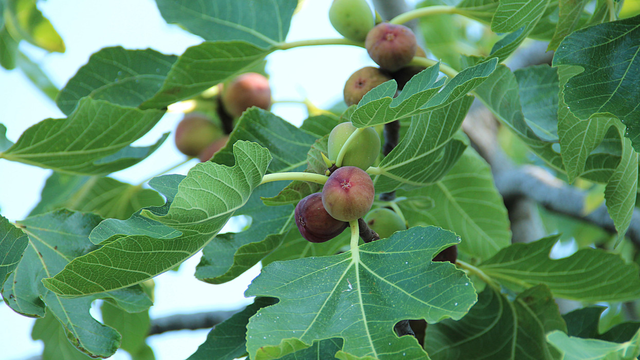 Figs hanging from a tree.