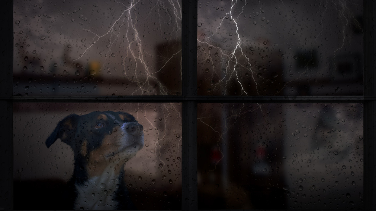 The dog is afraid of thunderstorms and looks out the window