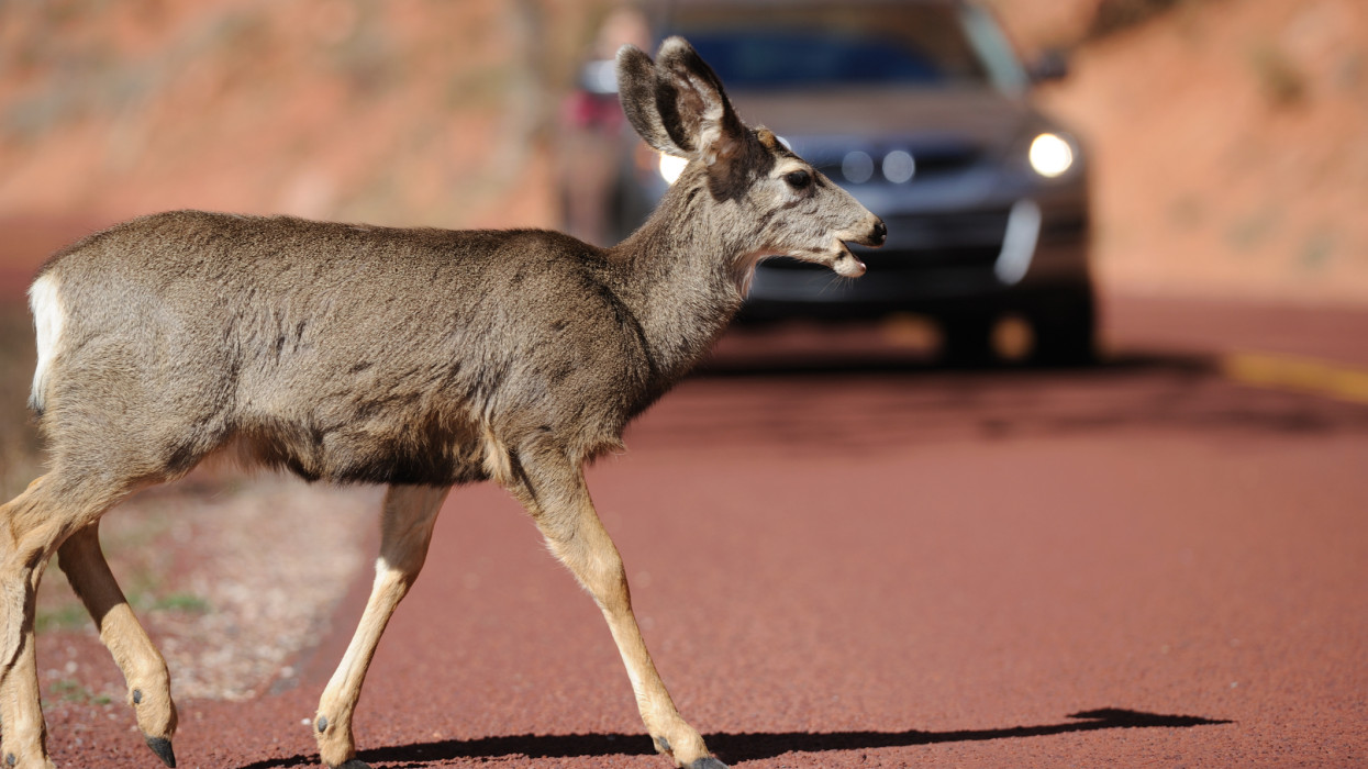 A deer crossing the road in front of a moving car. Selective focus on the deer. 200mm 2.0 + Nikon