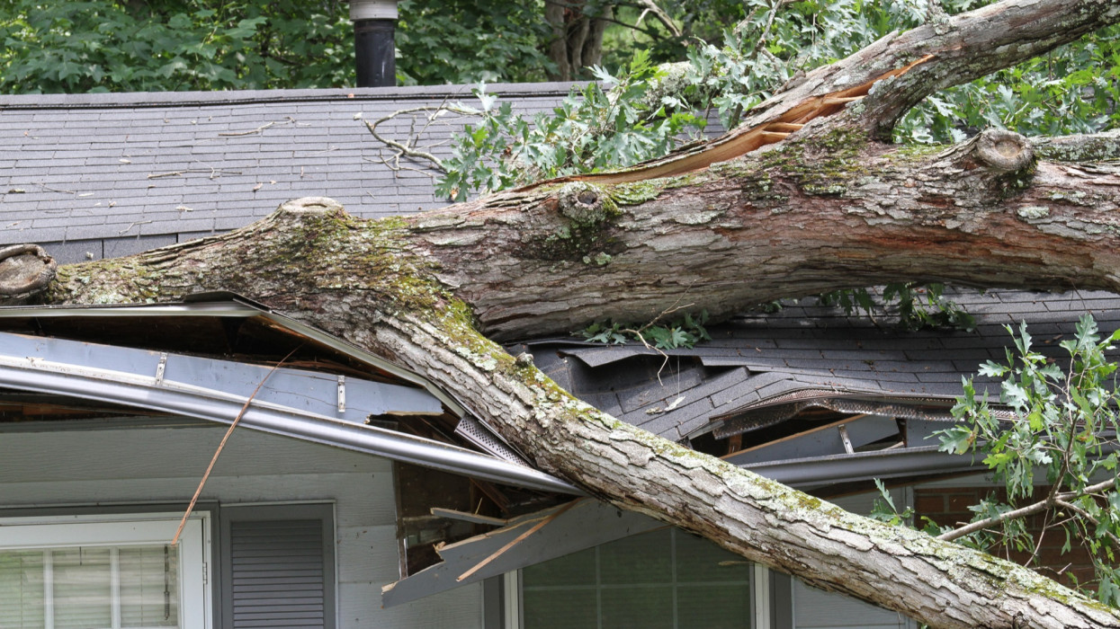 Large white oak tree punctures roof on house
