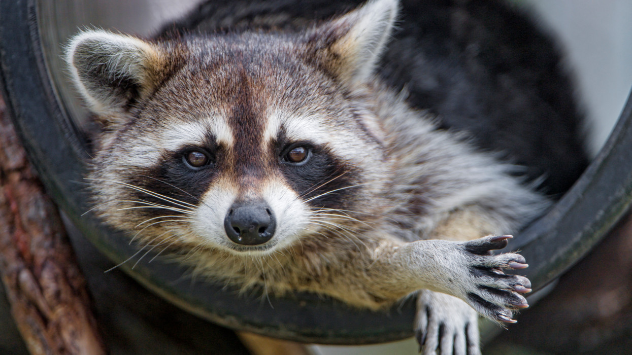Portrait of a raccoon posing in a big tube.