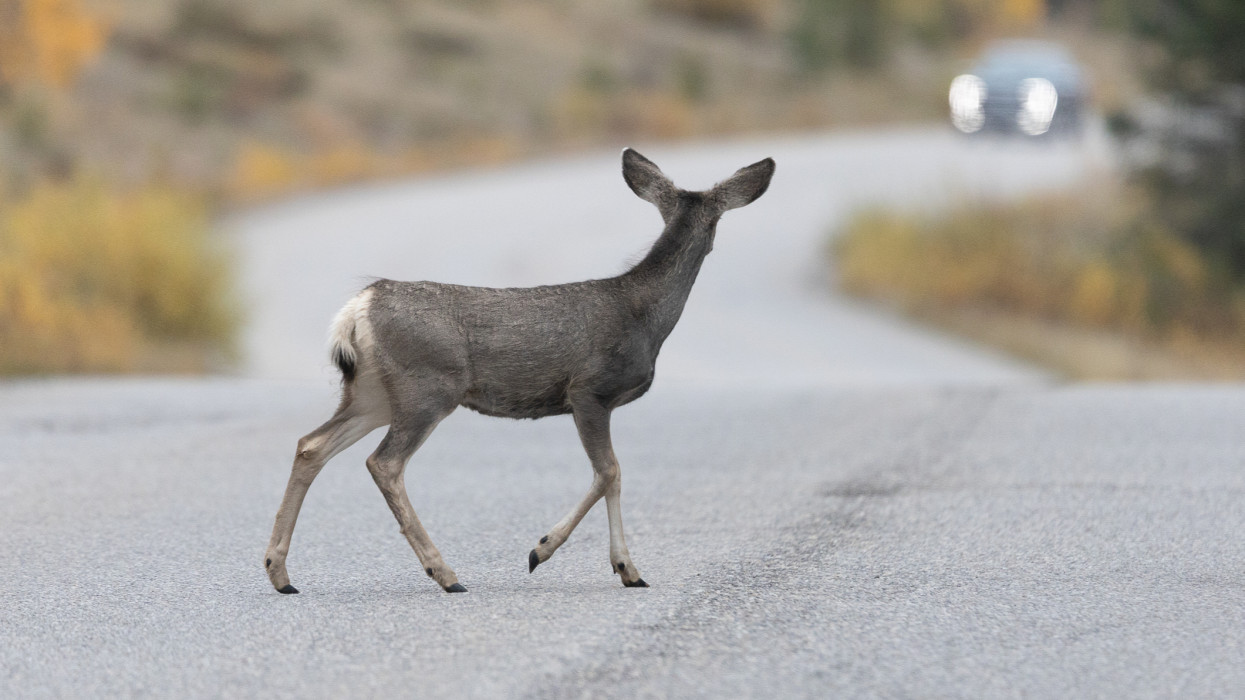 A mule deer fawn on the road with a car approaching in the distance