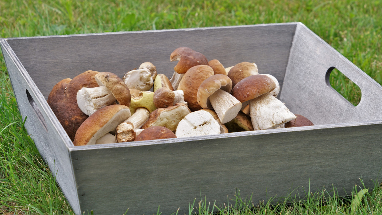 Stylish composition with freshly picked porcini mushrooms