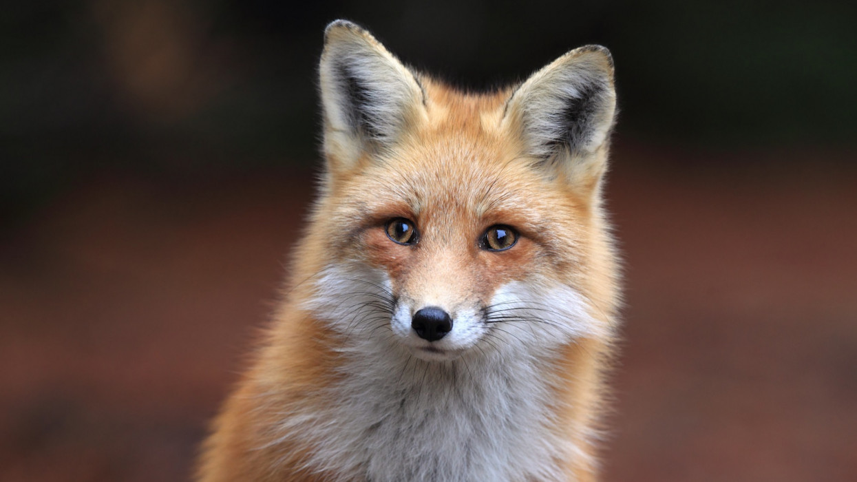 Closeup portrait of a Red Fox in Algonquin  Provincial Park in Ontario, Canada.