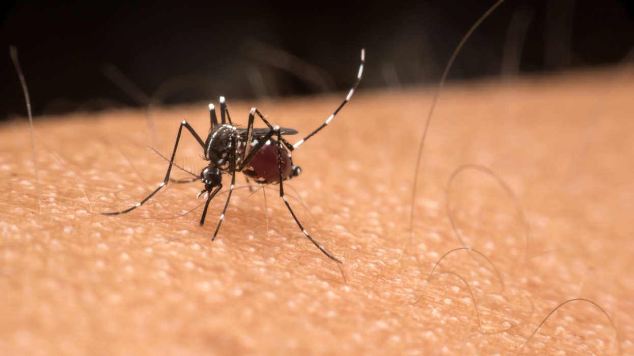 Veszélyes szúnyogok jelentek meg Budapesten: aggódnak a nyugat-nílusi láz miatt, vért adni sem lehet