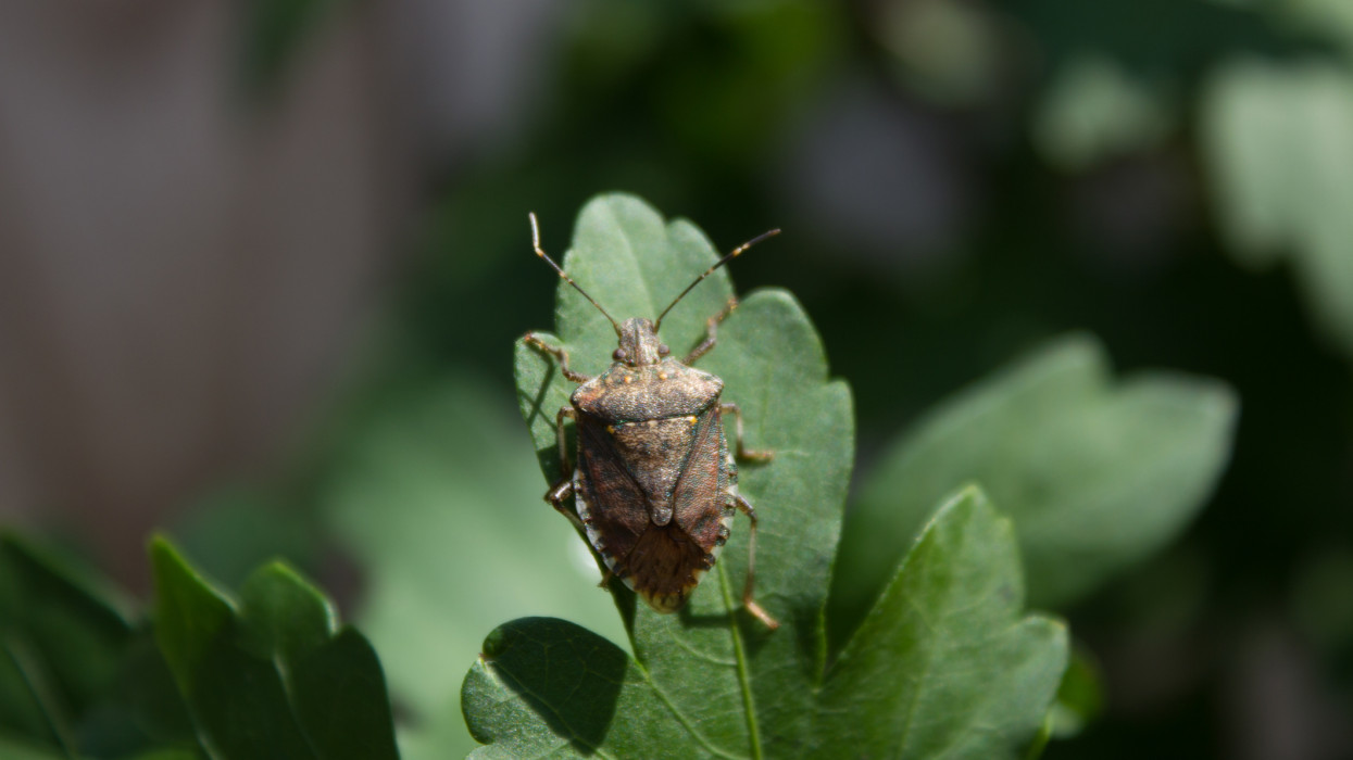 A brown marmorated stink bug rests on the leaf of a Rose of Sharon bush. This insect in the Pentatomidae family will lay its eggs on the under side of leaves. It is becoming a huge nuisance in states along the eastern side of the United States, from Maine to South Carolina. It will become quite unpopular in the warm days of fall when its attracted to homes looking for a place to spend the winter.