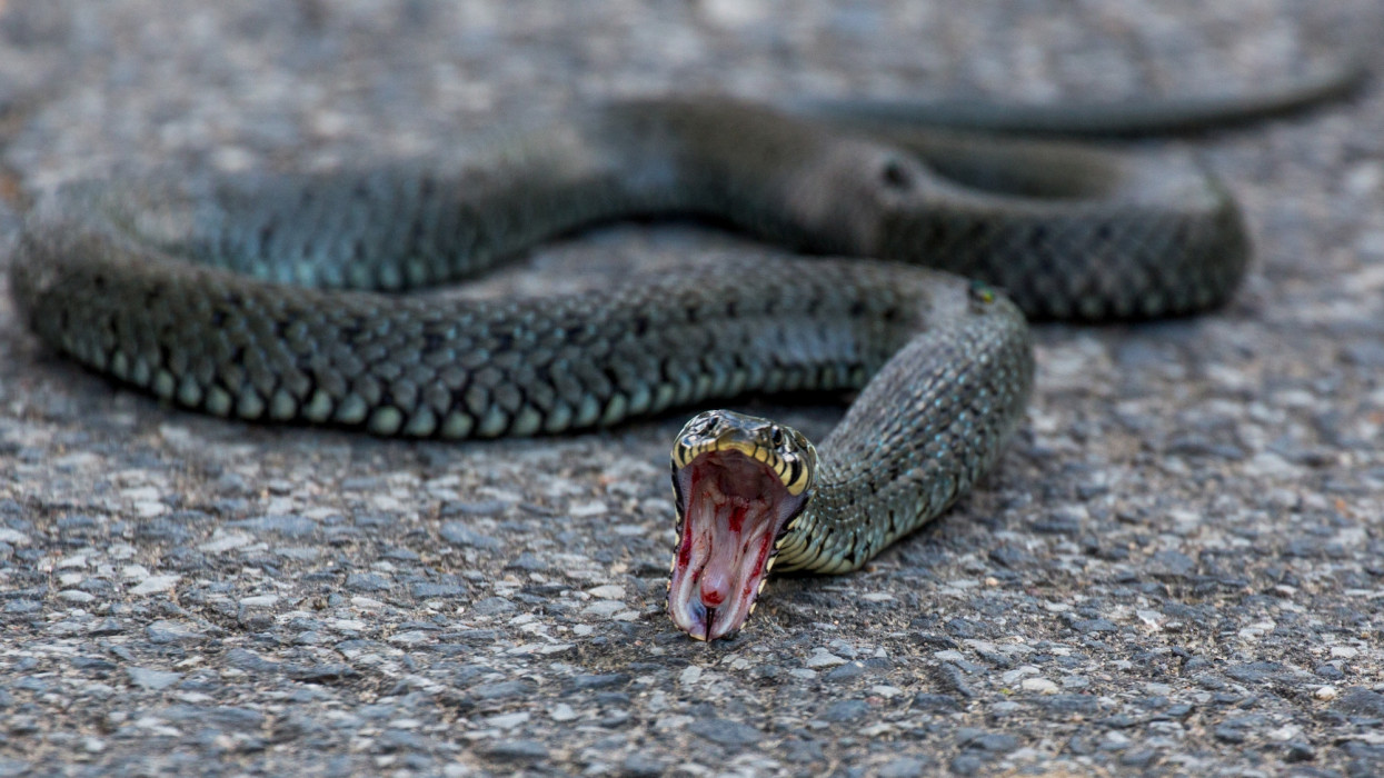 Hissing Kreuzotter snake (Vipera berus) on pavement, Sulzfeld am Main, near Kitzingen, Franconia, Bavaria, Germany.