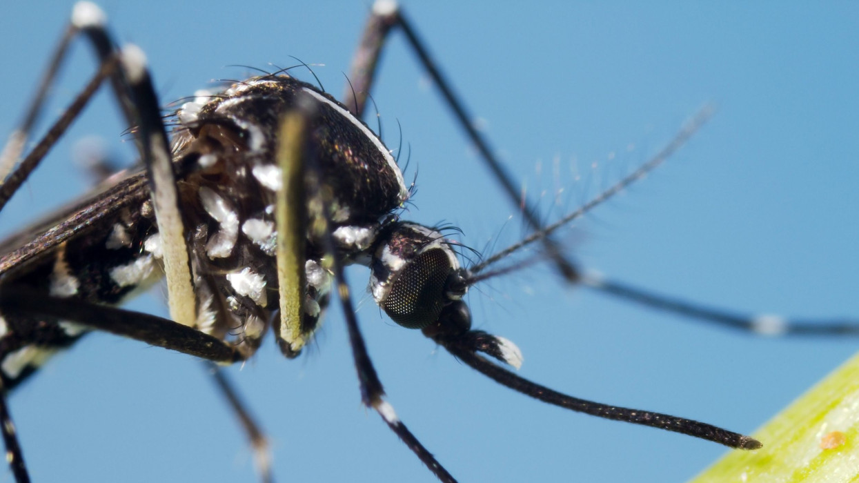 Asian Tiger Mosquito (Aedes albopictus) extreme close up at 4X lifesize on sensor