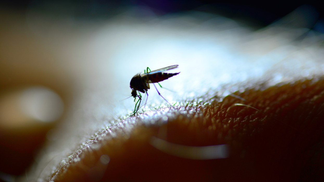 MOSQUITO (in backlight) virus west nile