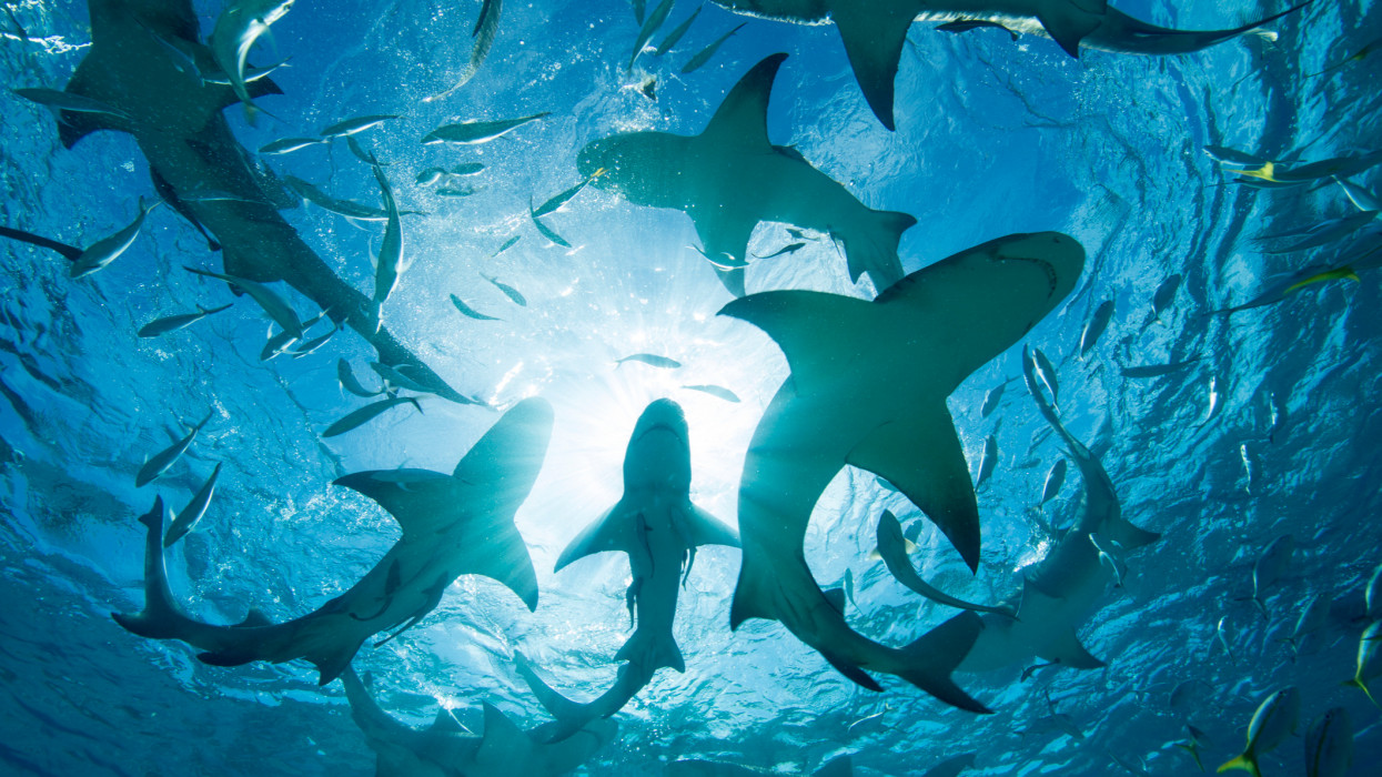 Ilyen még sosem történt a Cápák közöttben: ők lesznek a showműsor új cápái