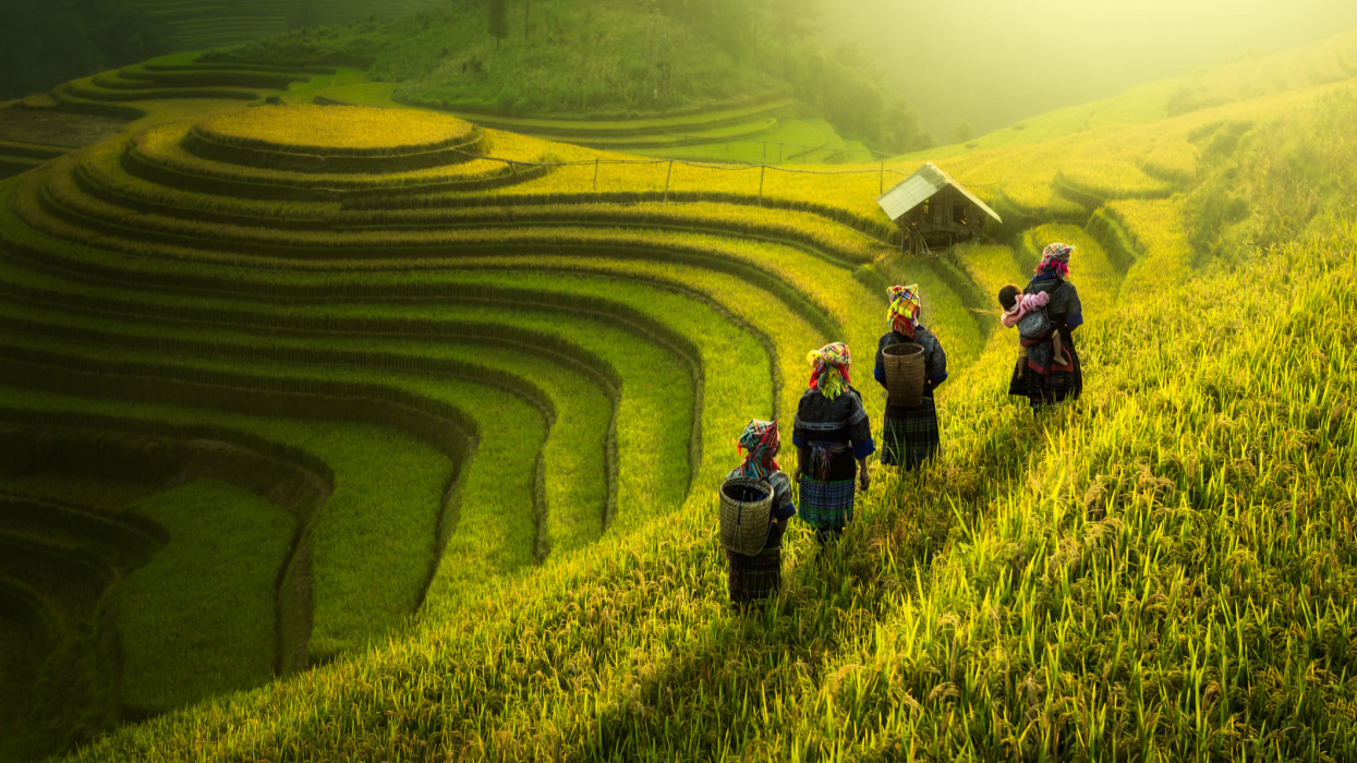 Farmers walking on rice fields terraced of Mu Cang Chai, YenBai, Vietnam