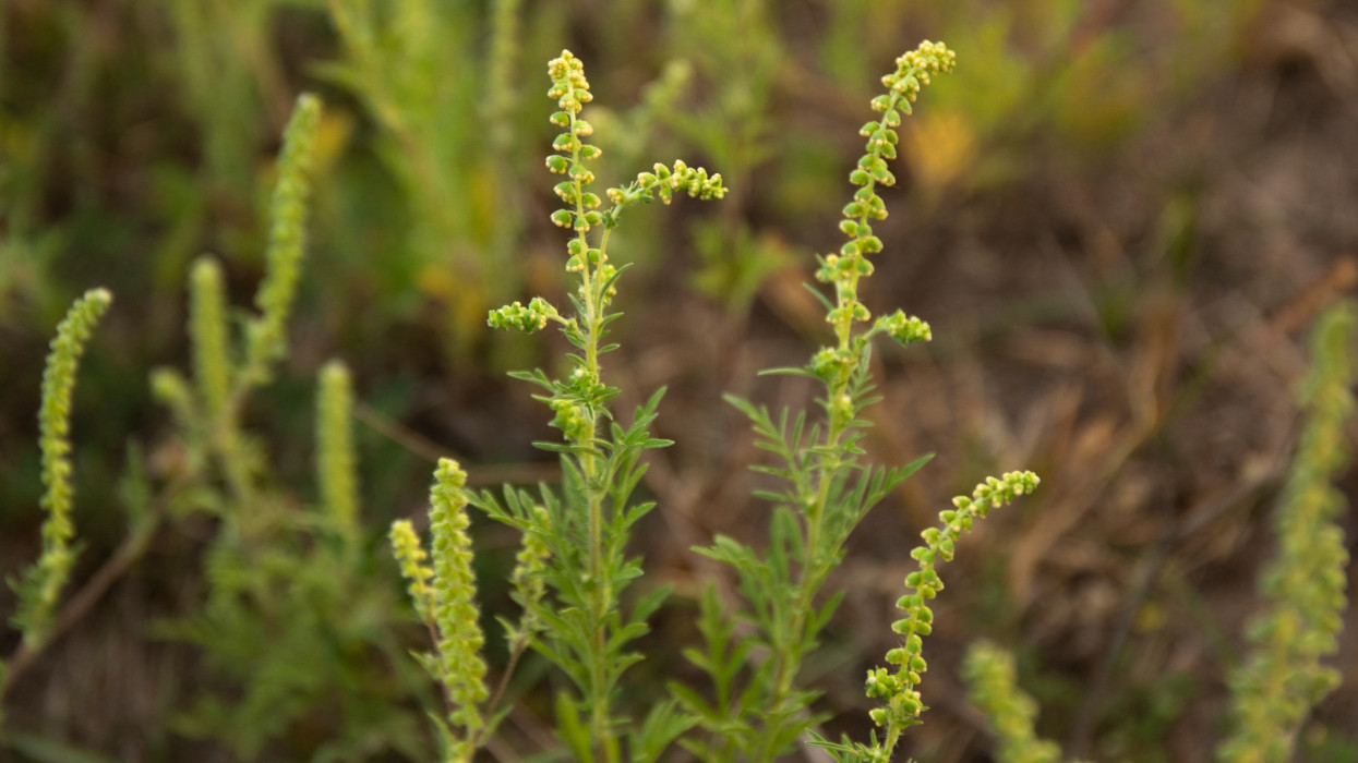 Flowering ragweed plant growing outside, a common allergen outdoors