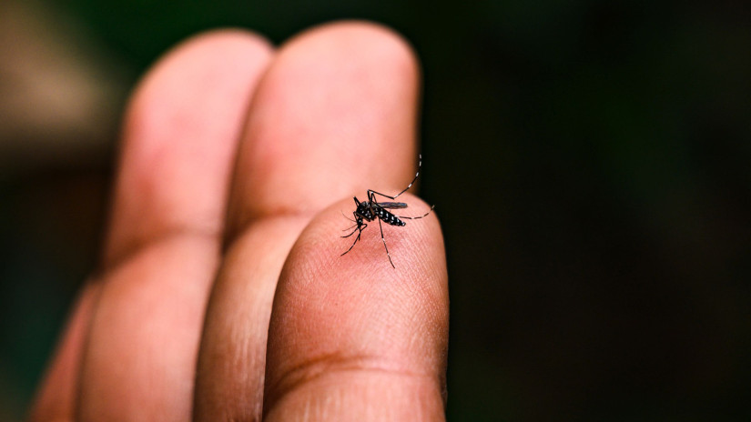 Lépni kellett itthon a Nyugat-nílusi láz miatt: kegyetlen, mit okoznak ezek a horrorszúnyogok