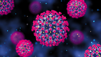 Mi a Nipah-vírus? A fertőzés jellege, tünetei, kezelése, terjedése