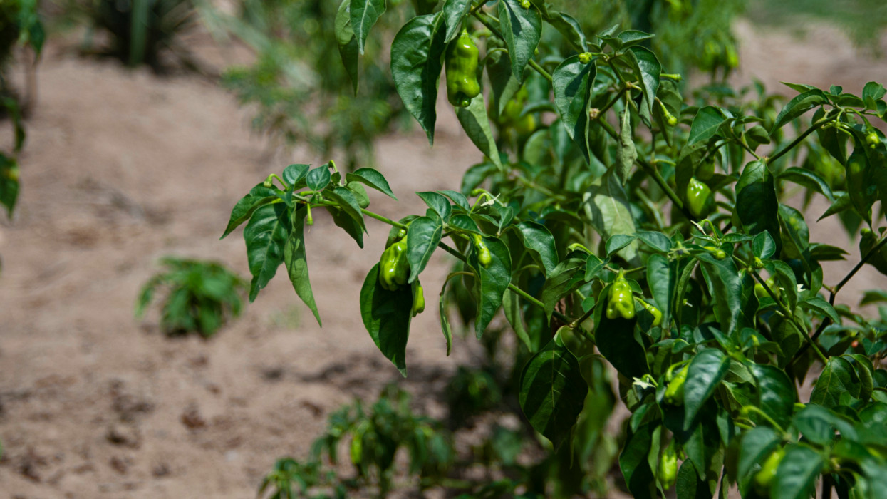 Green peppers grow on the farm in Tubmanburg, Liberia, West Africa.