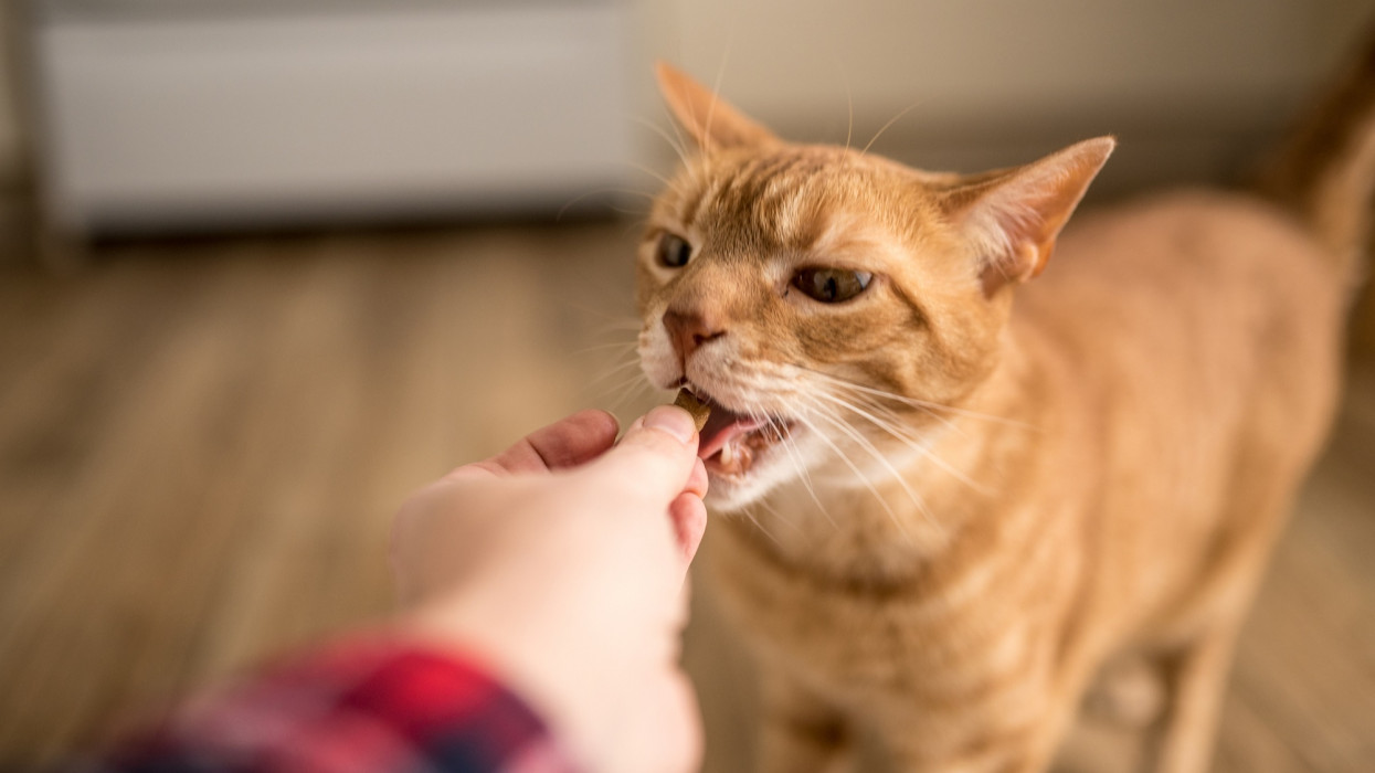 An orange tabby cat eats a cat treat from a persons hand in the kitchen