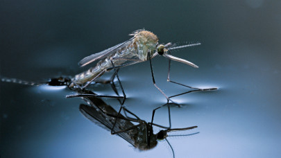 Rettegett vérszívó rovarok lepik el Magyarországot: újabb súlyos betegségeket hozhatnak?