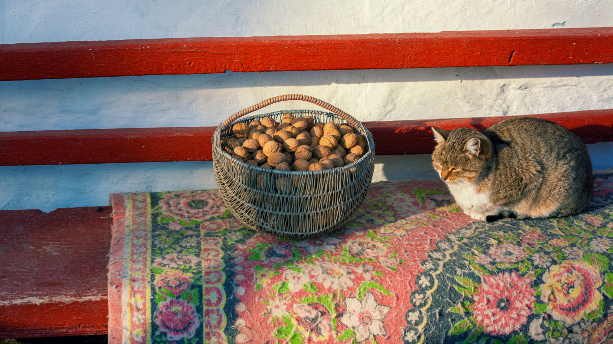 The cat lies on a bench in the yard near the house. The cat lies near the basket with walnuts