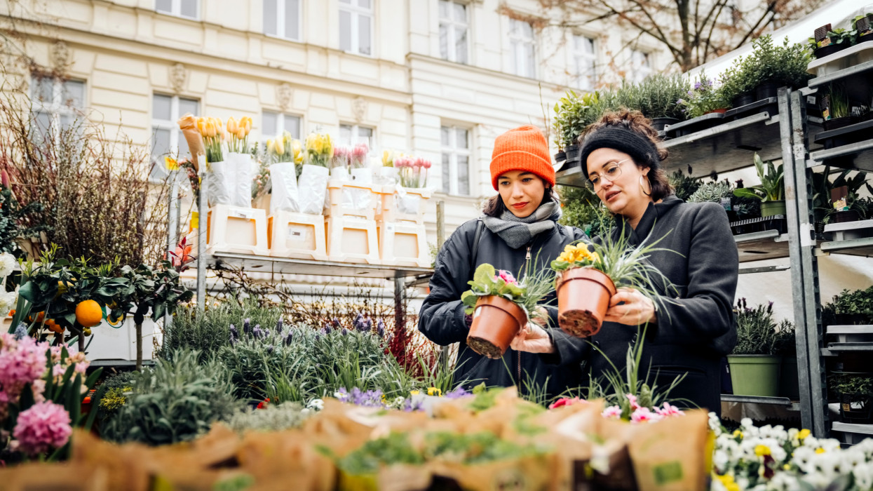 Two women looking at flower plants in local market stall. Female friends shopping potted plants at flea market in the city during autumn.