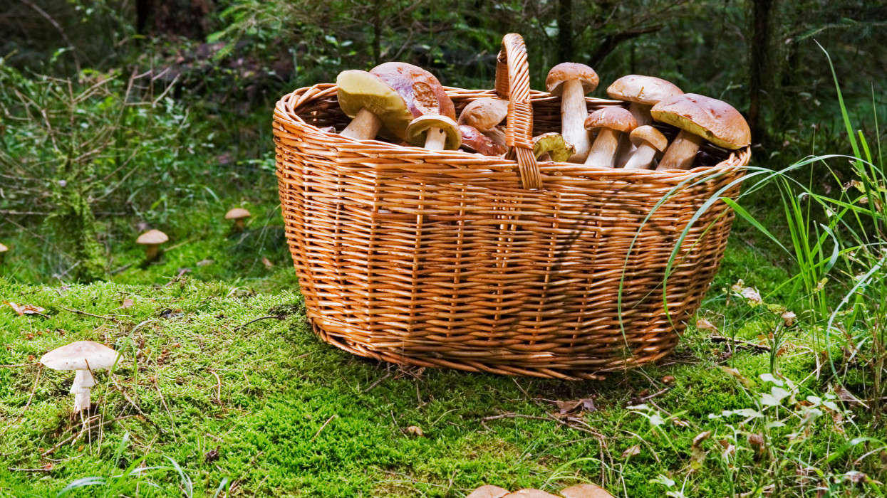 Basket full of Penny Bun Mushrooms or King Bolete (Boletus edulis) on mossy soil.