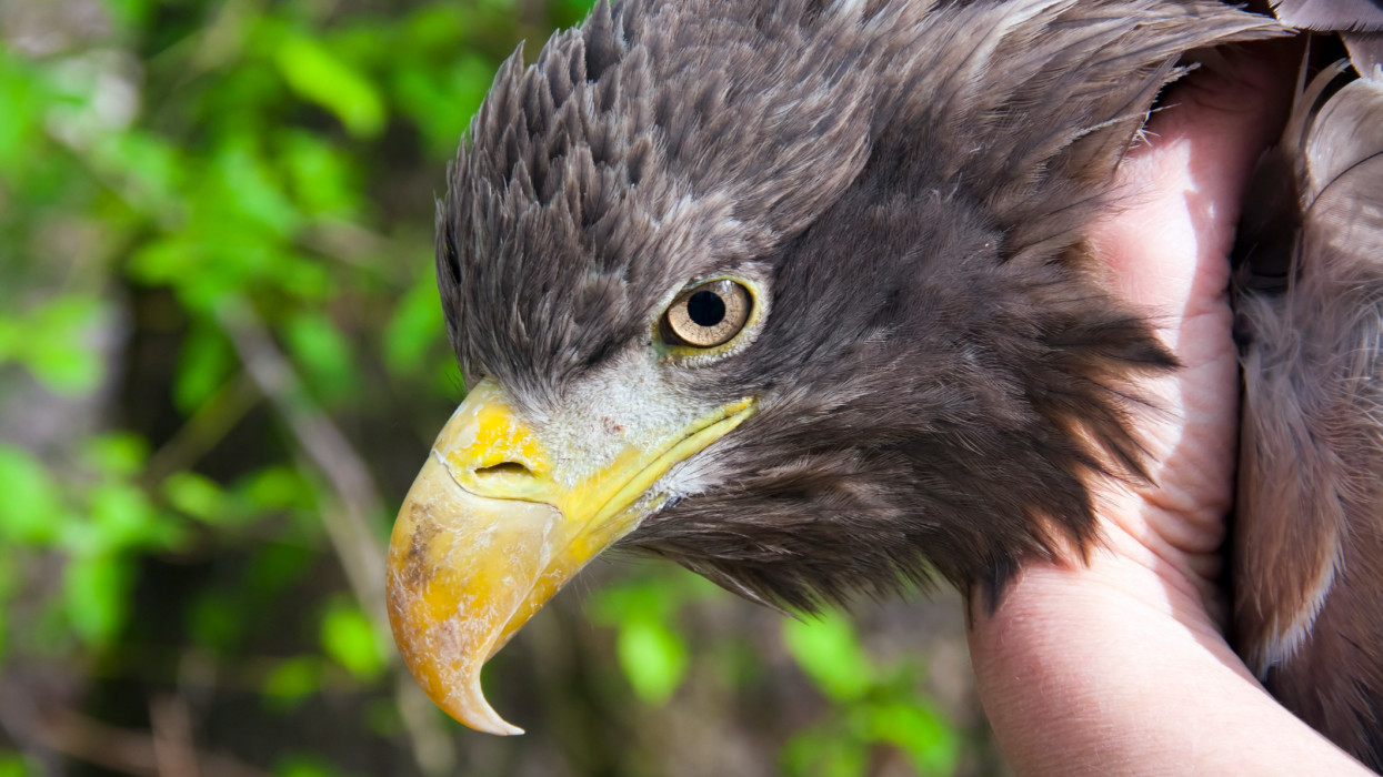 White-tailed eagle (Haliaeetus albicilla) in hand in a wildlife rescue center