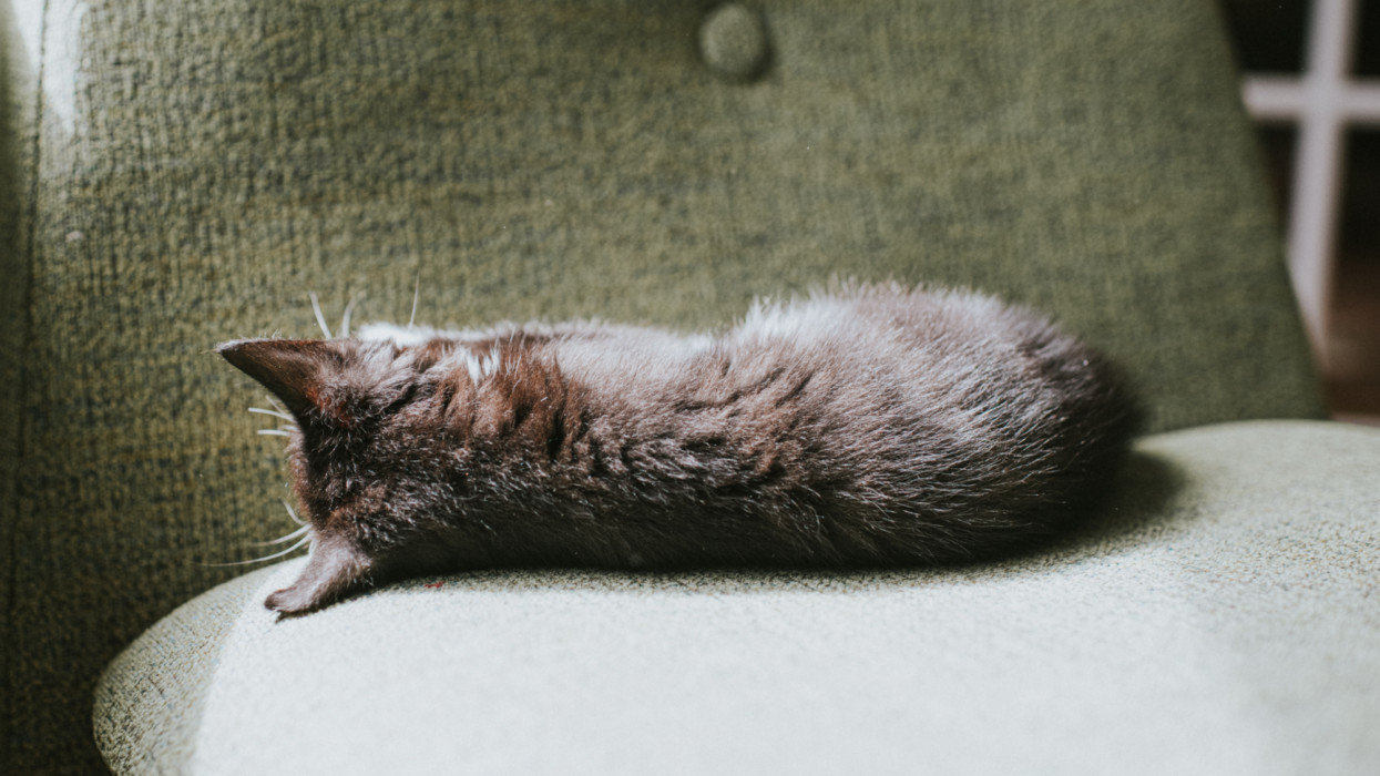 A small black 10 week old kitten lies on its side on a soft chair, facing away from the camera. Space for copy.