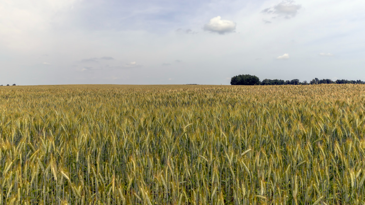 Beindult a GMO-háború: génmódosított élelmiszerek lephetik el a magyar boltok polcait