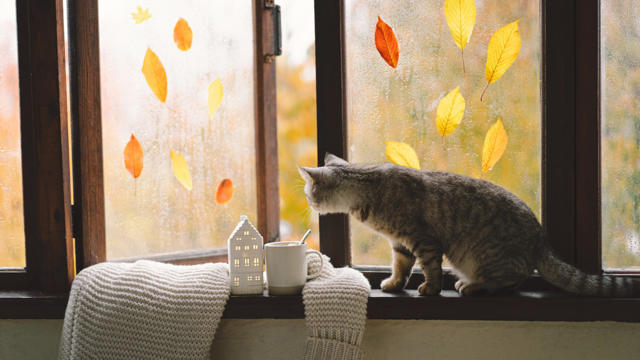 Cute cat of the Scottish straight sitting with cozy autumn still life with pumpkins, knitted woolen sweater on a vintage windowsill. Autumn home decor. Cozy fall mood. Thanksgiving. Halloween.