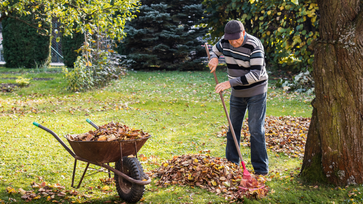 Autumn gardening. Gardener cleaning backyard. Wheelbarrow with fallen leaves