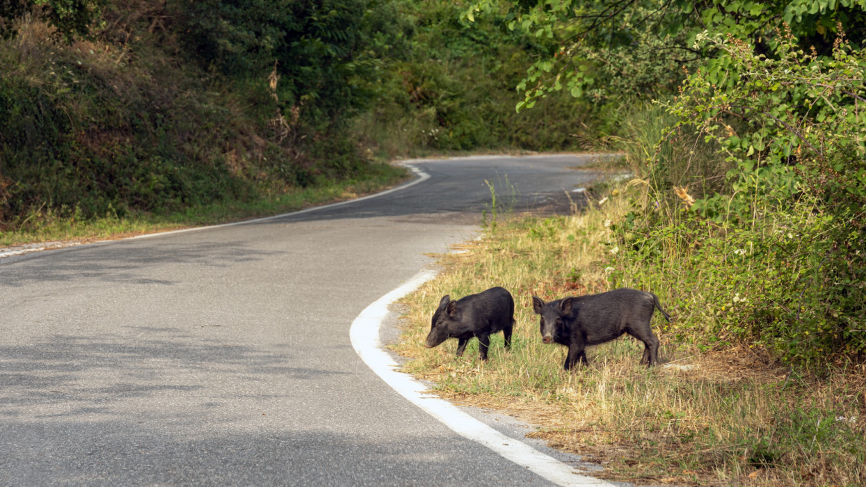 This is a photo of two wild boars next to a country road.