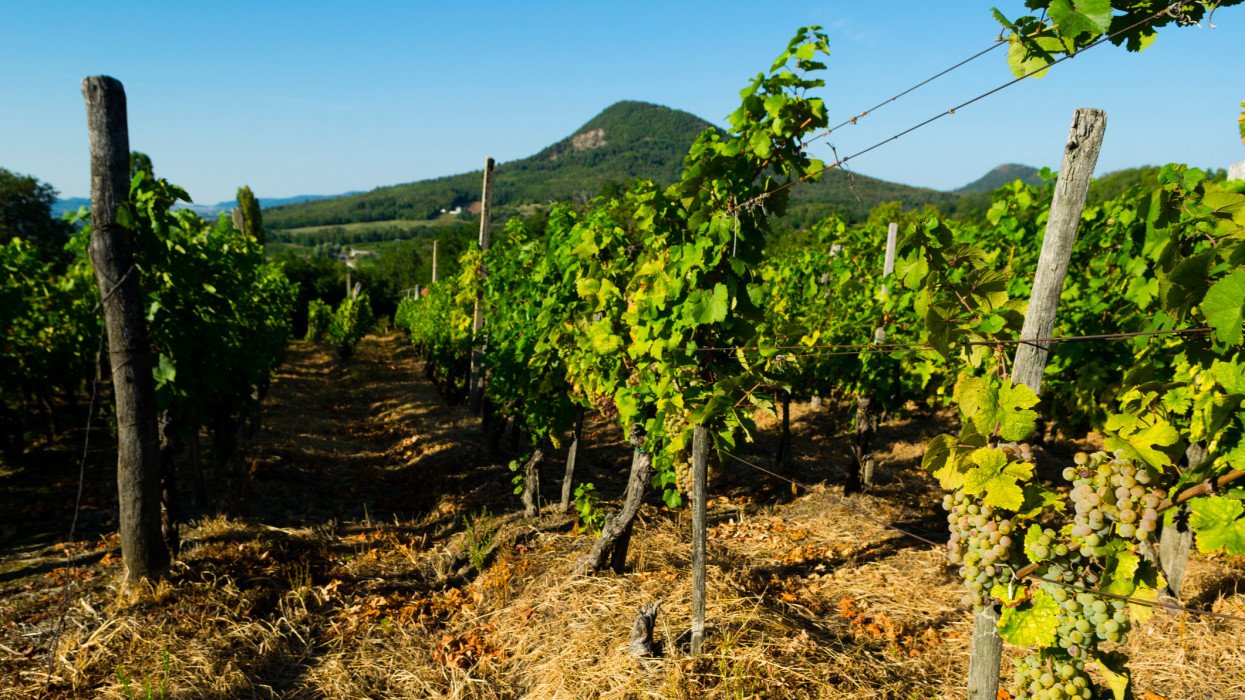 vineyard, white grapes, Gulacs non functioning volcano at background