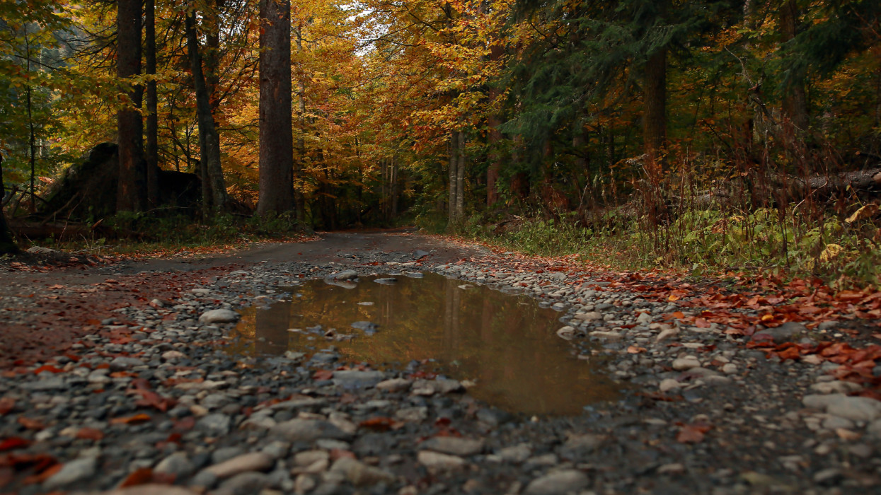 Autumn forest, dirt road with a puddle and fallen yellow leaves close-up. Bright October in detail. The reflection of trees on the mirror surface of a puddle. Nature after the rain.