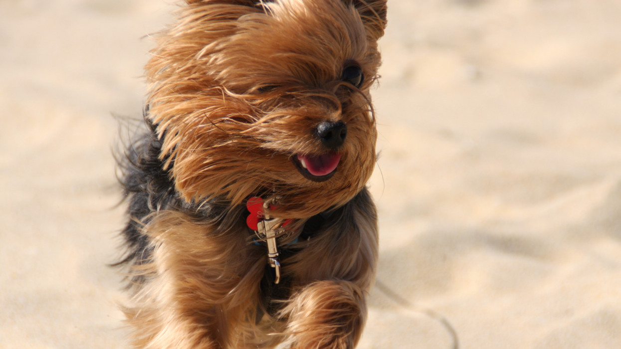 Yorkshire Terrier dogs fur blows in the wind has he runs on the beach