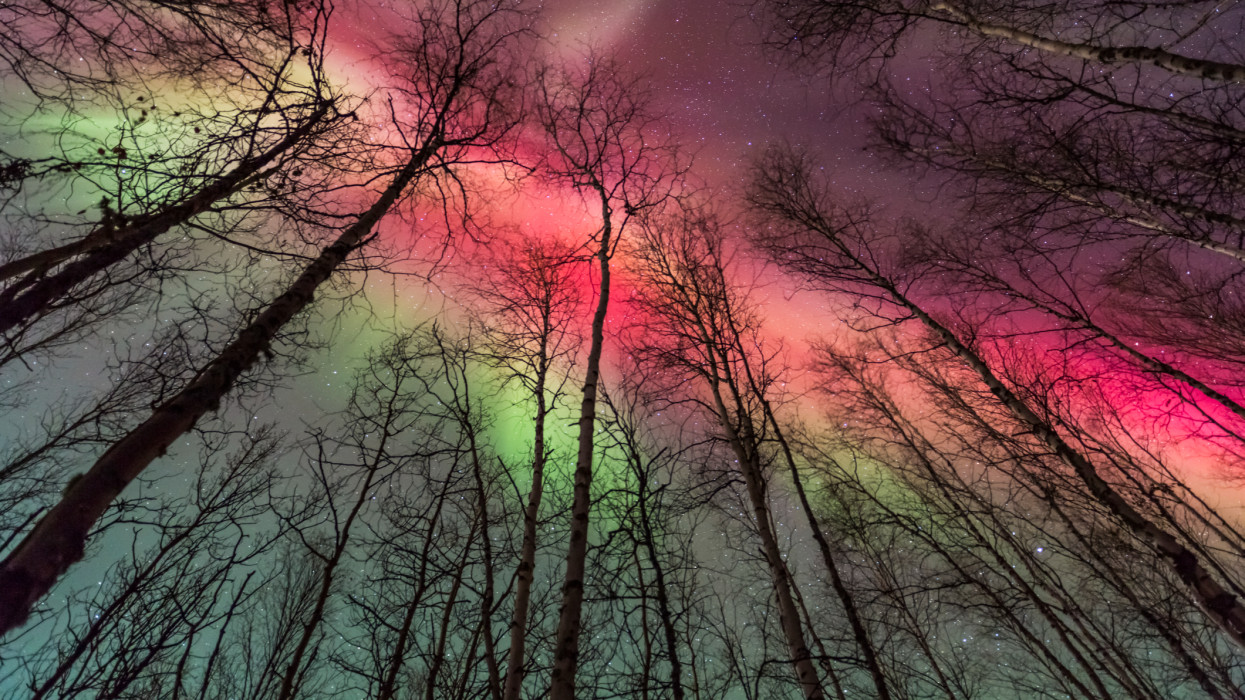Vibrant red and green aurora borealis above the birch tree forest in Fairbanks, Alaska.