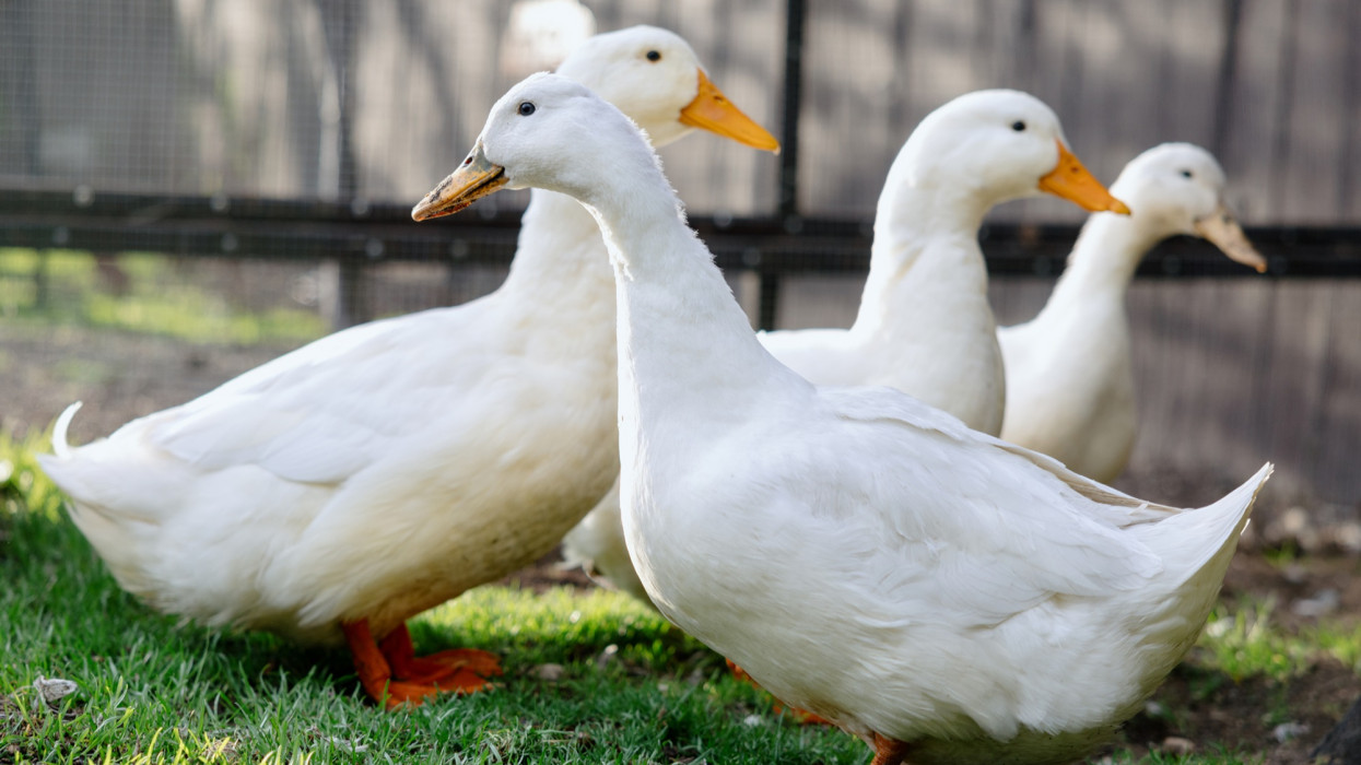 A group of domestic ducks play on the grass of someones yard on a sunny day.