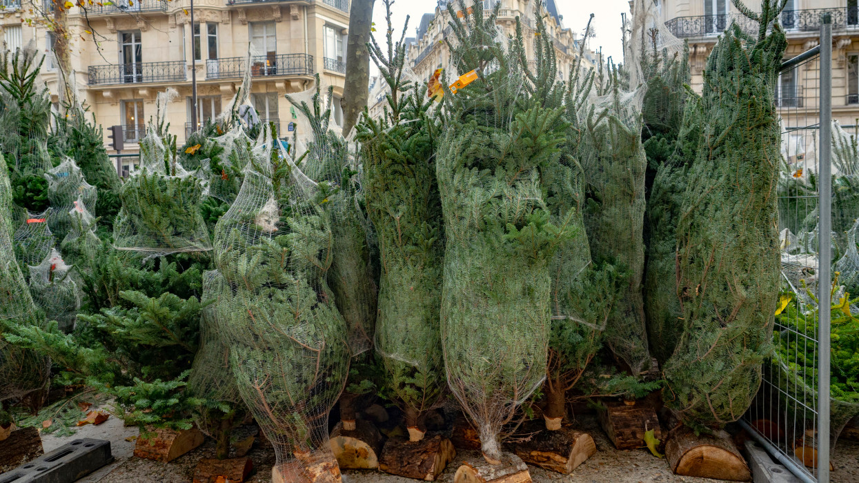 Wrapped Christmas trees for sale outside a store