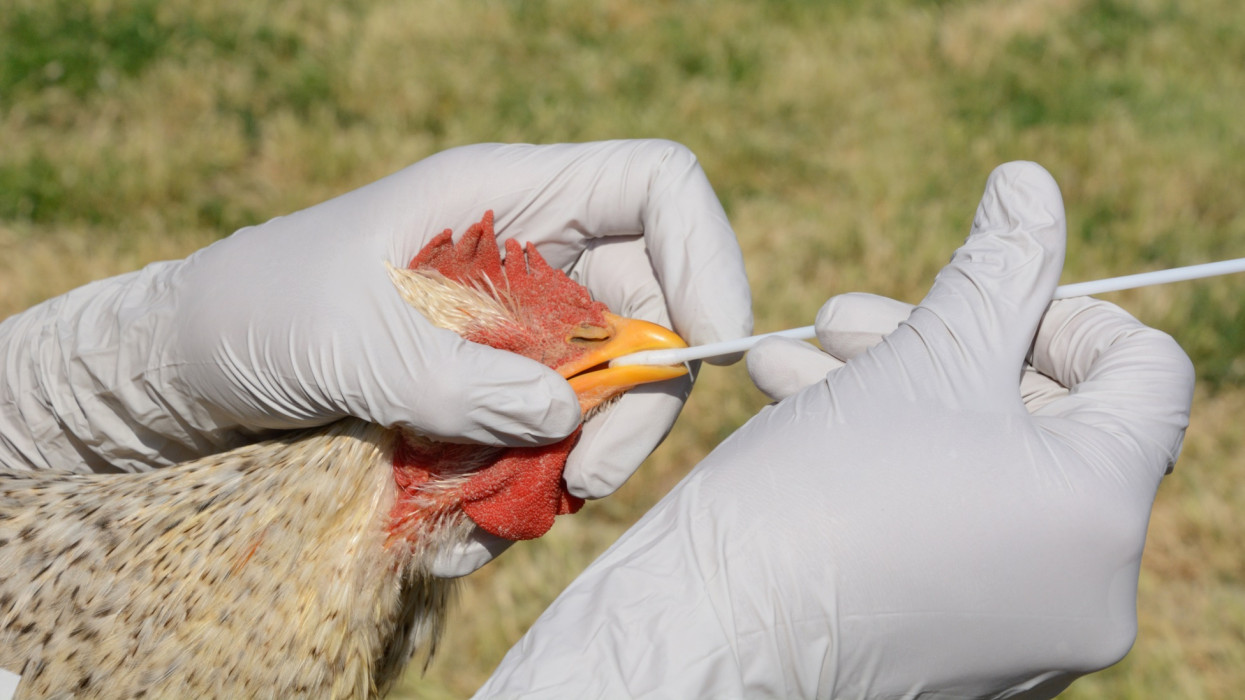 Swabbing barred rock mix breed rooster to test for avian influenza