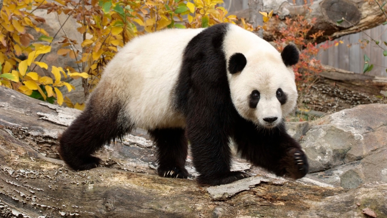 Giant panda cute moments in forest