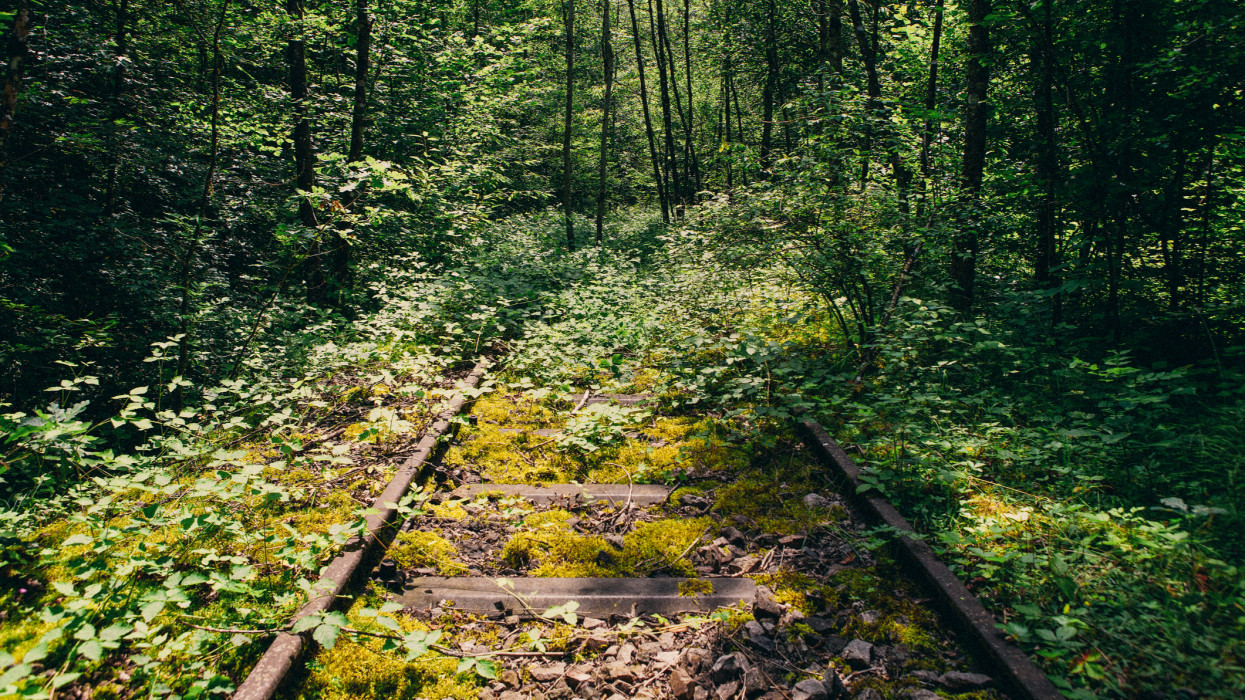 An abandoned railway track overgrown in a dense forest in Germanys black forest.