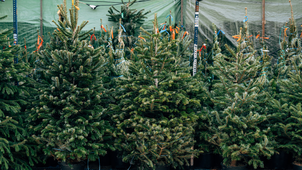 Sale of Christmas trees. Beautiful Christmas trees in pots are sold at Christmas market.