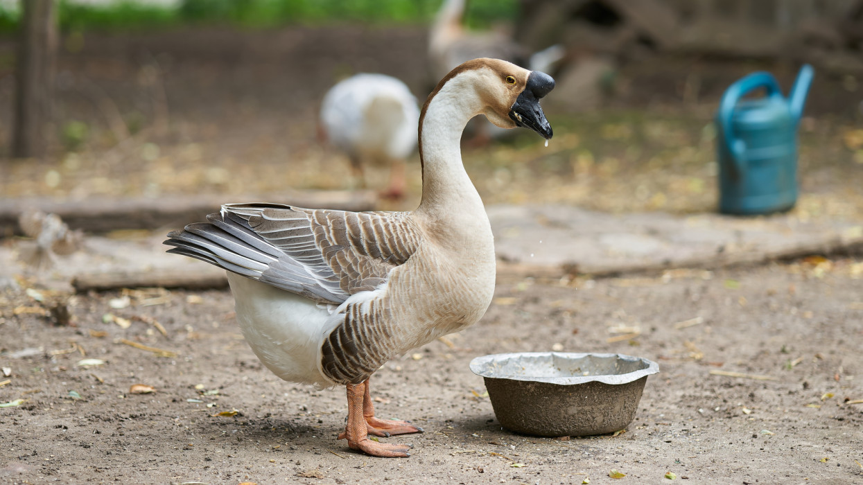 alert graubraune HÃ¶ckergans, chinese goose, Anser cygnoides, on a farm in Germany