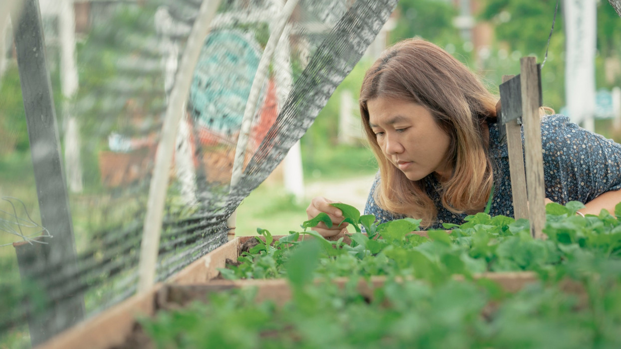 Asian woman farmer inspect quality control in organic vegetable farm fields for organic food product.