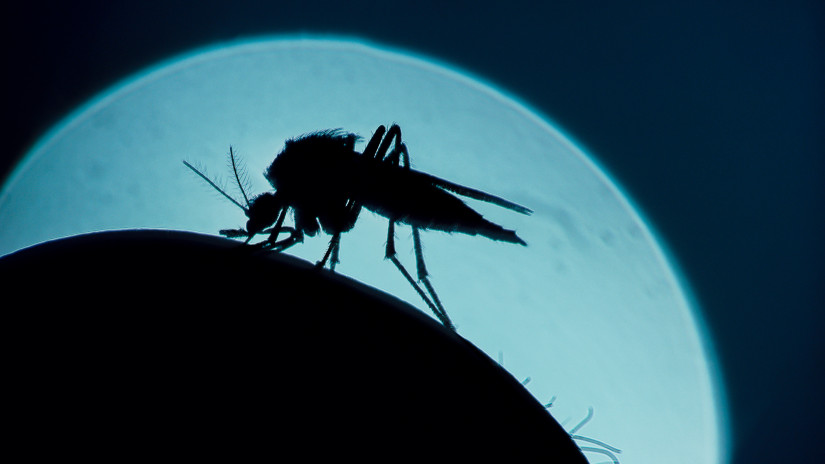 Már készülnek a brutális szúnyoginvázióra: durva nyár jöhet Magyarországon, ha nem cselekszünk