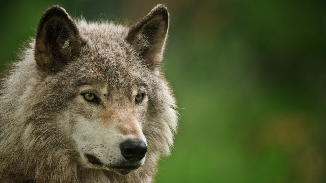 Portrait photograph of an Eastern Gray Wolf or Timber Wolf with a green background.